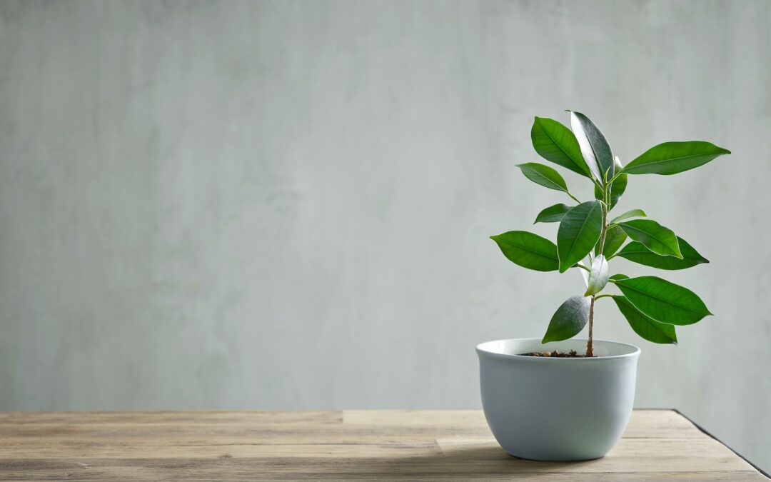 Choisir un bonsaï : les critères à prendre en compte