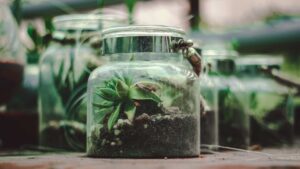 terrarium